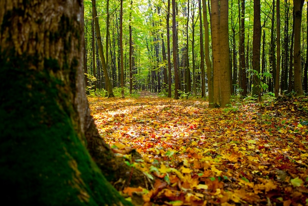 Alberi della foresta autunnale. sfondi di luce solare di legno verde della natura.