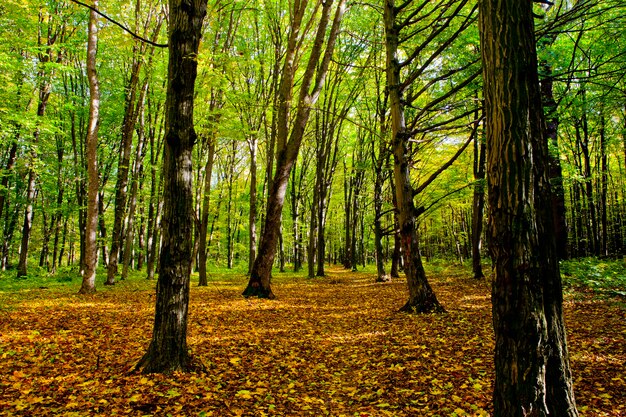 Alberi della foresta autunnale. sfondi di luce solare di legno verde della natura.