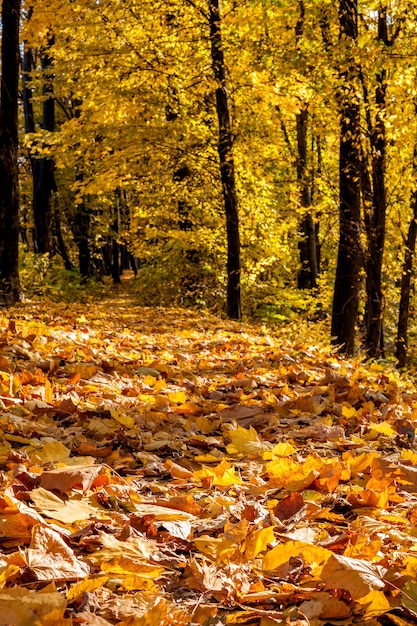 Alberi della foresta autunnale. sfondi natura luce solare legno oro.