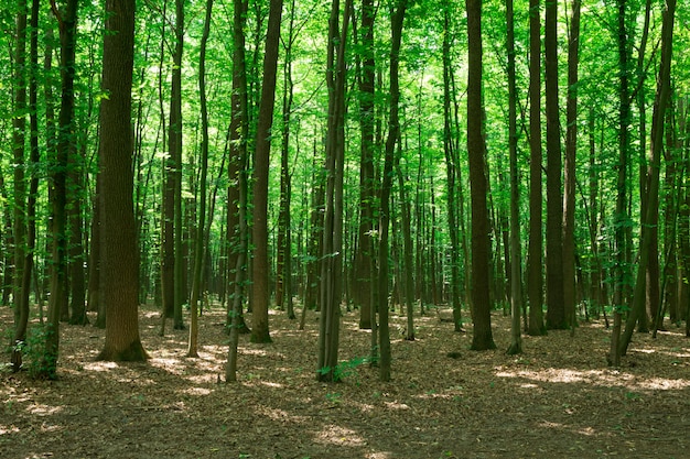 Alberi della foresta. bosco