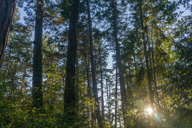 Alberi della foresta dal basso che guardano fino al baldacchino