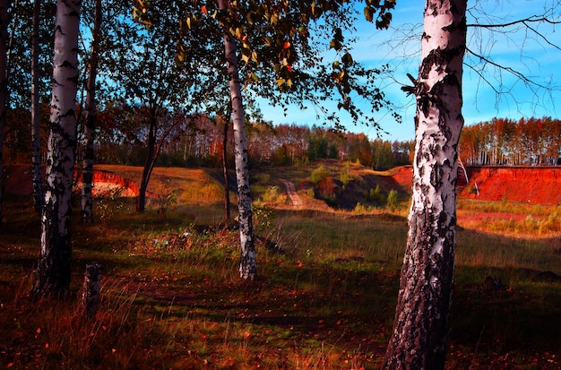 Alberi della foresta di fantasia di sfondo prefabbricati Seven