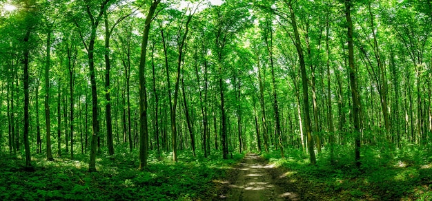 Alberi della foresta di panorama. natura legno verde luce del sole.