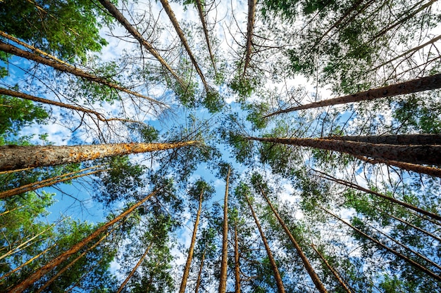 Alberi della foresta di pini. sfondi natura luce solare legno verde.