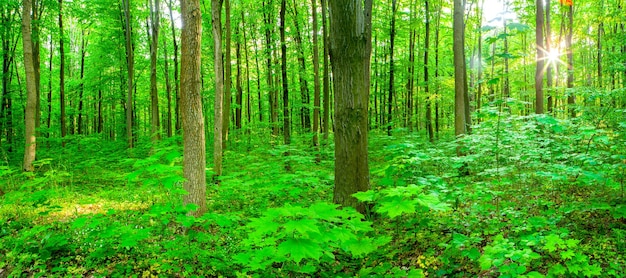 Alberi della foresta di primavera di panorama. sfondi di luce solare di legno verde della natura.