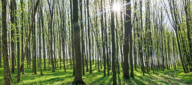 Alberi della foresta di primavera di panorama. sfondi di luce solare di legno verde della natura.