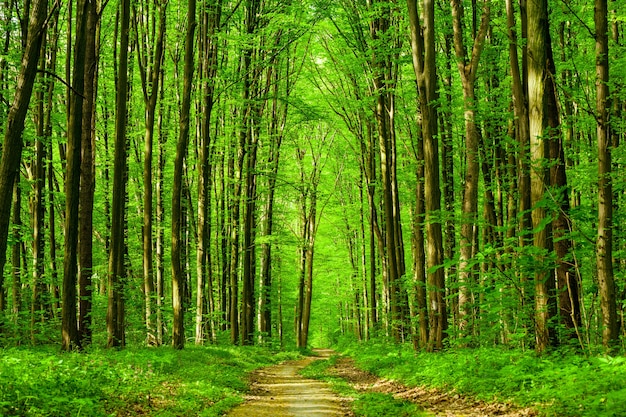 Alberi della foresta di primavera. natura legno verde luce del sole. cielo