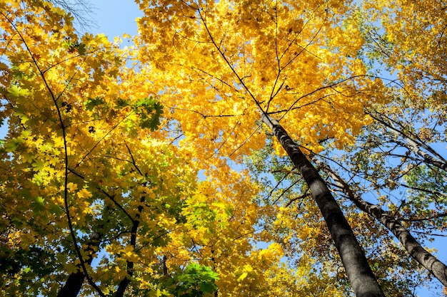 Alberi della foresta in autunno. I raggi del sole nel legno. Sfondi.