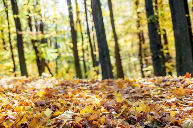 Alberi della foresta in autunno. I raggi del sole nel legno. Sfondi.