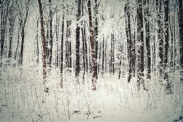 Alberi della foresta invernale. sfondi natura neve legno.