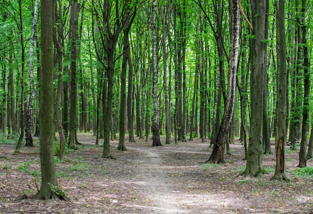 Alberi della foresta. luce solare di legno verde della natura