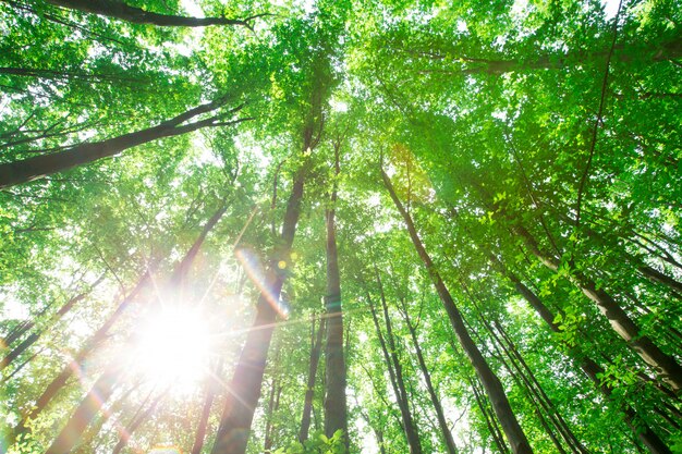 Alberi della foresta. luce solare di legno verde della natura