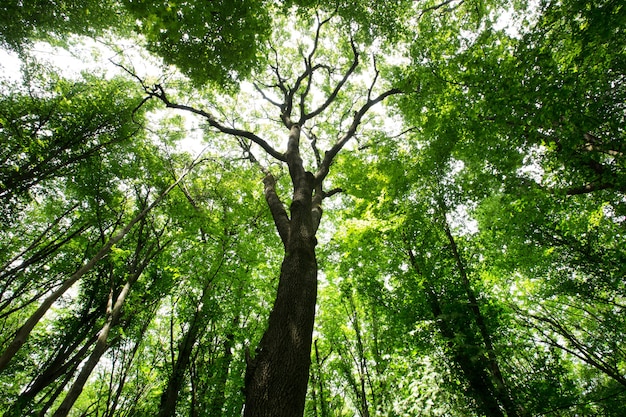 Alberi della foresta. natura legno verde luce del sole