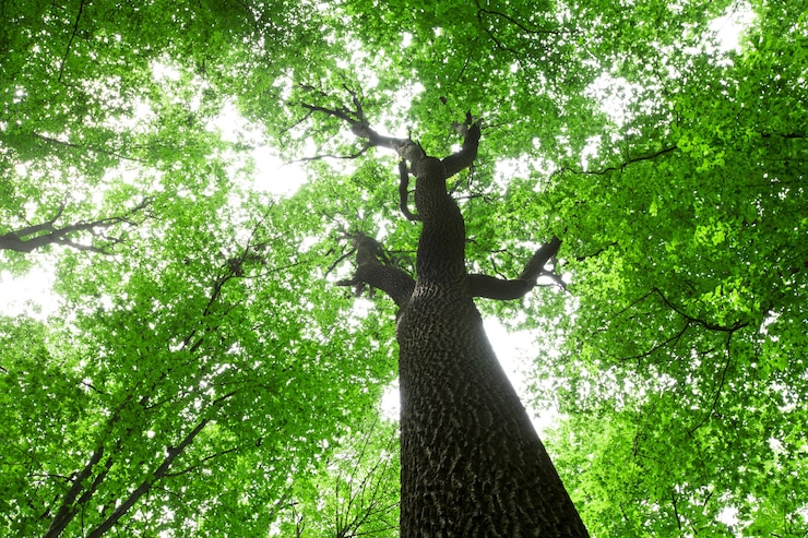 Foto alberi della foresta. natura verde legno luce del sole sfondi