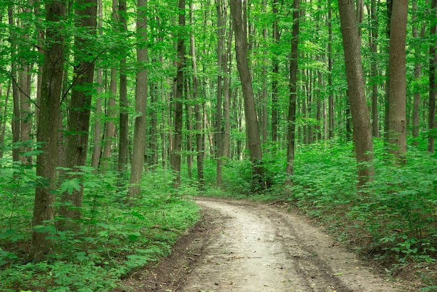 Alberi della foresta. natura verde legno luce del sole sfondi