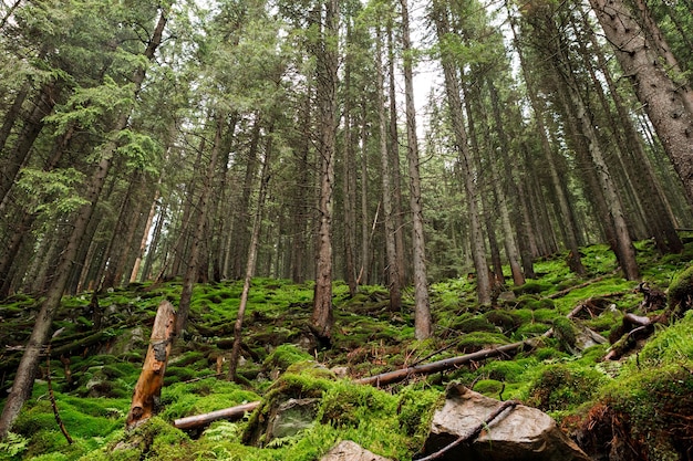 Alberi della foresta. natura verde legno luce del sole sfondi