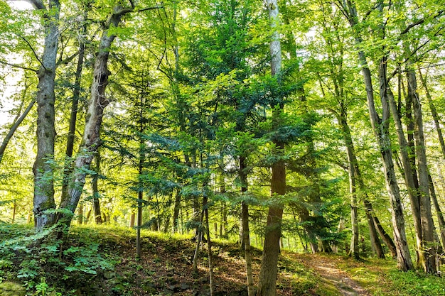 Alberi della foresta. natura verde