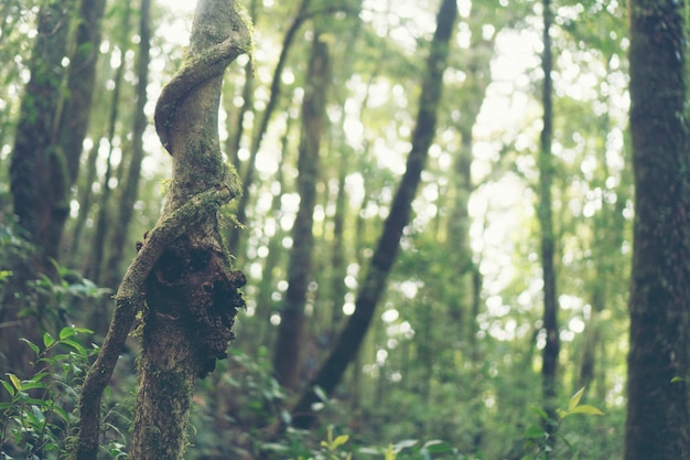 Alberi della foresta pluviale, albero di luce