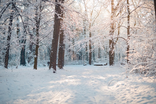 Alberi della foresta ricoperti di neve in una gelida sera. Bellissimo panorama invernale, paesaggio naturale