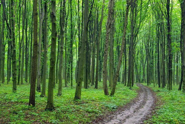 Alberi della foresta. sfondi di legno verde natura