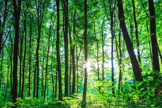 Alberi della foresta. sfondi di luce solare legno natura verde