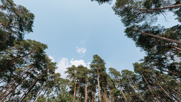 Alberi della foresta. sfondi di luce solare legno natura verde.