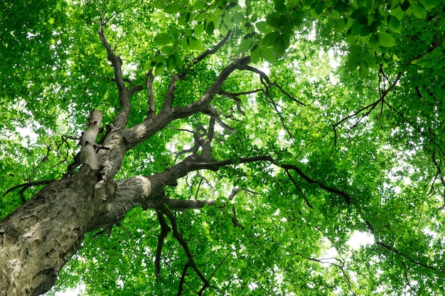 Alberi della foresta. sfondi di luce solare legno verde natura