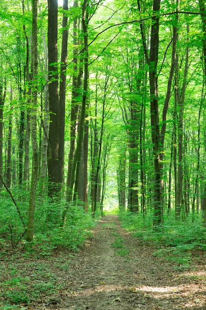 Alberi della foresta. sfondi di luce solare legno verde natura