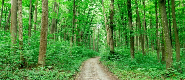 Alberi della foresta. Sfondi di natura verde e legno del sole