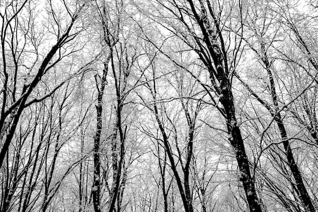 Alberi della foresta. sfondi natura neve legno. inverno