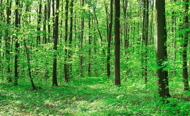 Alberi della foresta. sunlights di legno verde della natura