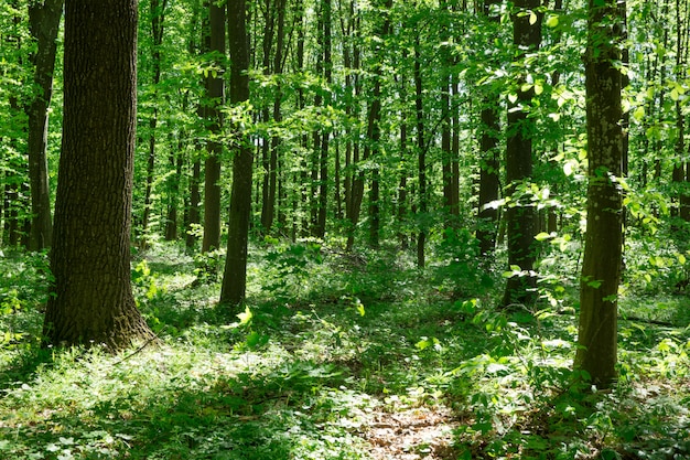 Alberi della foresta. sunlights di legno verde della natura