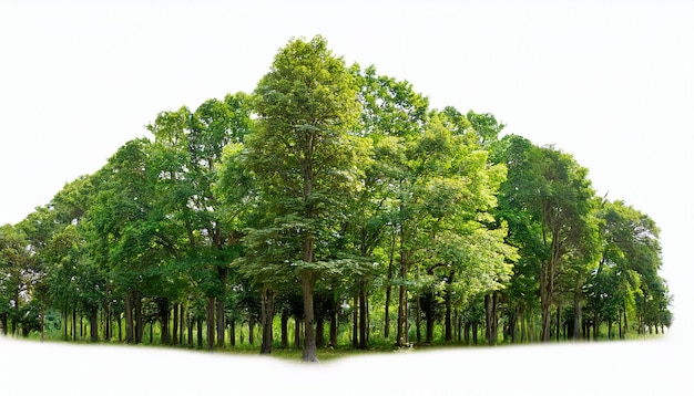 alberi della foresta verde lussureggiante isolati