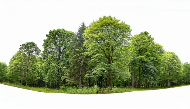 alberi della foresta verde lussureggiante isolati