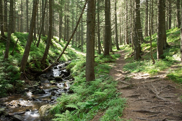 Alberi della foresta verde. natura legno verde luce del sole