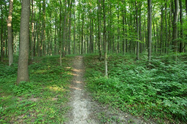 Alberi della foresta verde. natura verde legno luce del sole sfondi nature