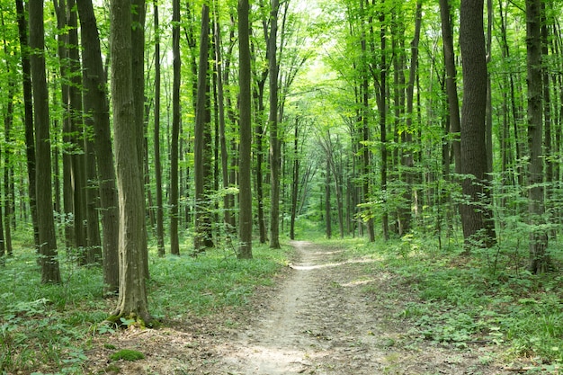 Alberi della foresta verde. natura verde legno luce del sole sfondi nature