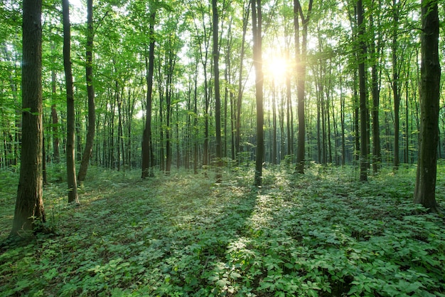 Alberi della foresta verde. natura verde legno luce del sole sfondi