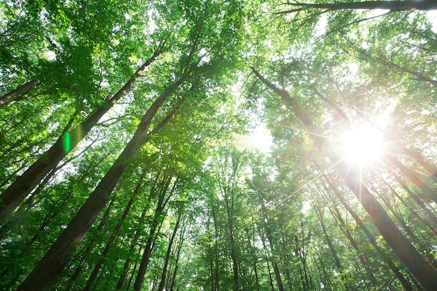 Alberi della foresta verde natura verde legno luce solare sfondi