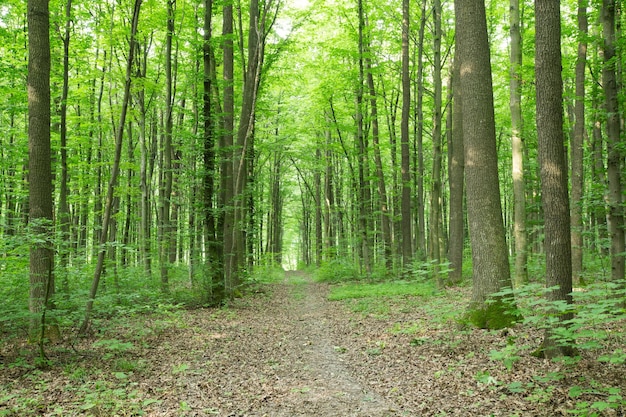 Alberi della foresta verde natura verde legno luce solare sfondi