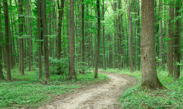 Alberi della foresta verde. sfondi di luce solare legno verde natura