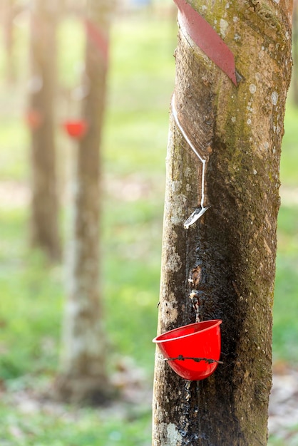 Alberi della gomma con tazze di lattice nella fattoria