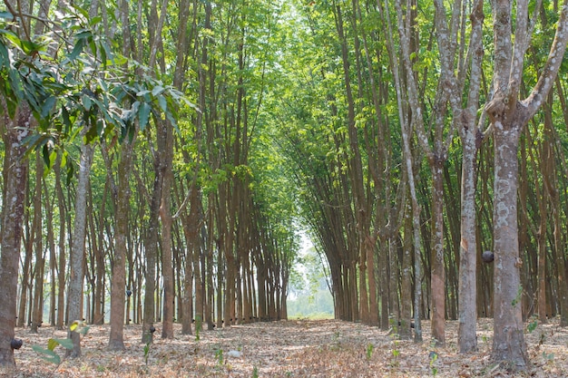 alberi della gomma