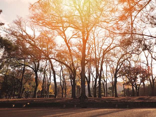 Alberi della siluetta nella foresta di autunno