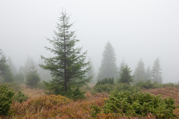 Alberi di abete rosso nella nebbia