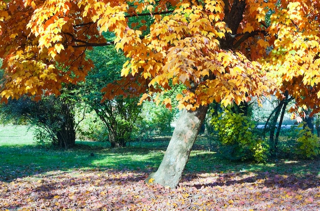 Alberi di acero autunnali nel parco cittadino autunnale