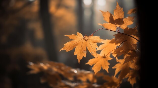 Alberi di acero dorati in una foresta nebbiosa