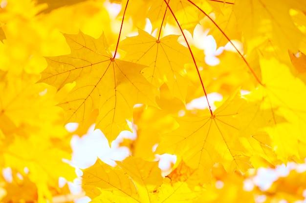 Alberi di acero gialli autunnali in una giornata di sole Sfondo autunnale