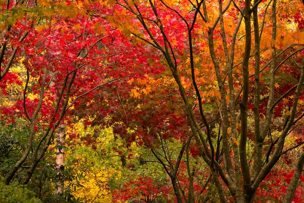 Alberi di acero in autunno