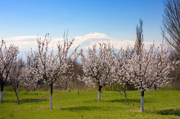 Alberi di albicocca di fioritura in giardino, Yerevan, Armenia